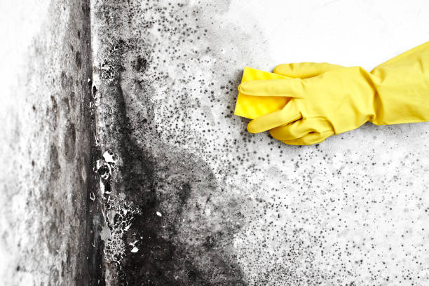 Best Crawl Space Mold Removal  in Claxton, GA