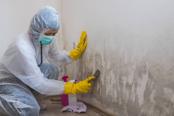 Best Same-Day Mold Removal  in Claxton, GA