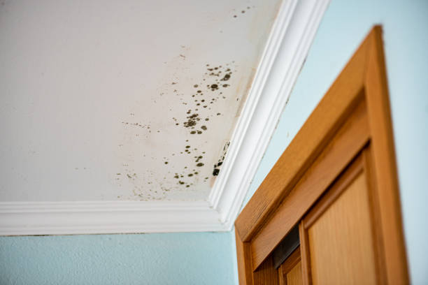 Best Certified Mold Removal  in Claxton, GA