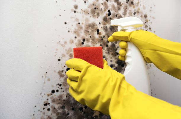 Best Mold Damage Repair  in Claxton, GA