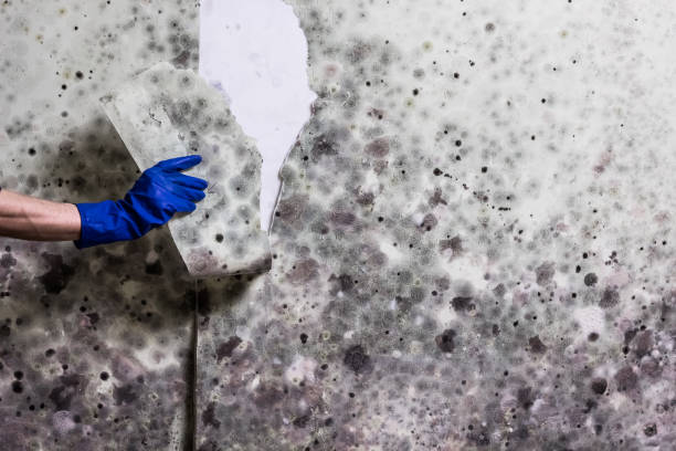 Best Fast Mold Removal  in Claxton, GA