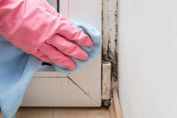 Best Attic Mold Removal  in Claxton, GA